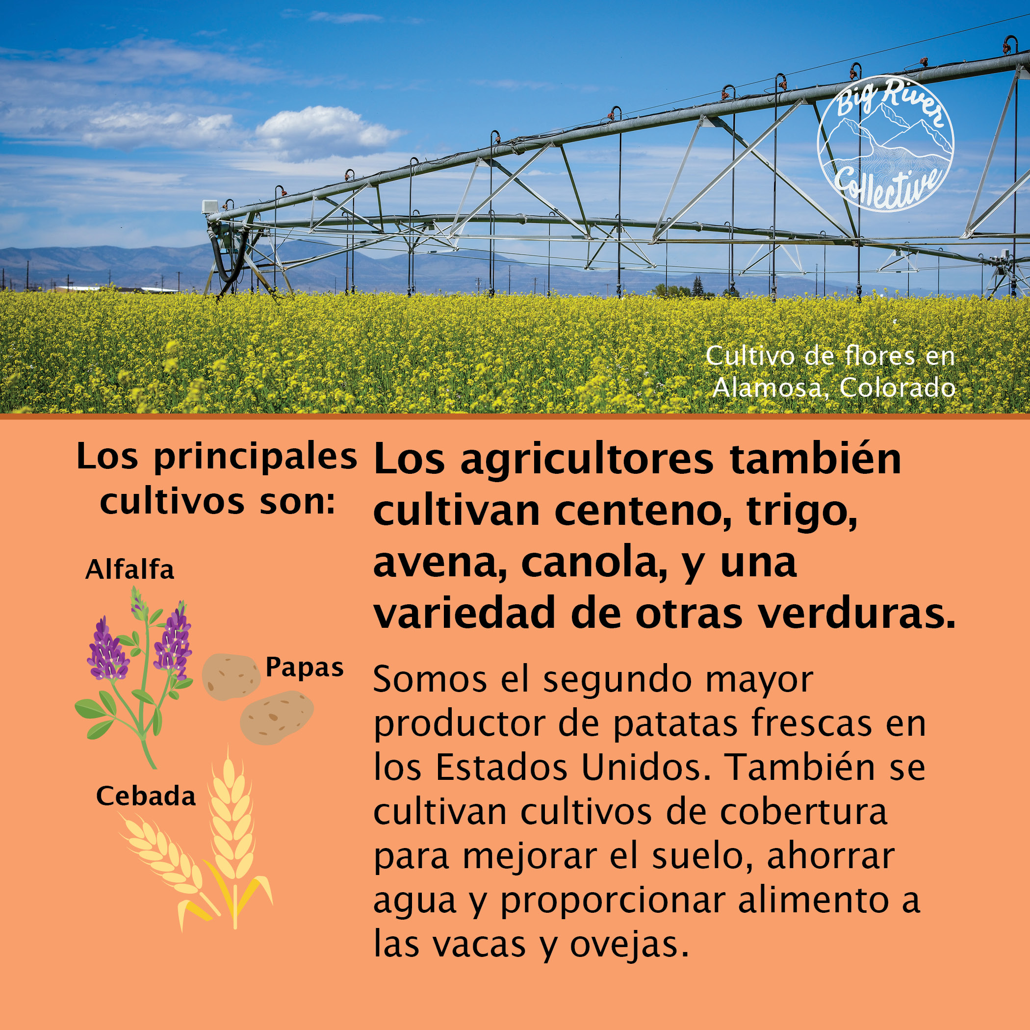 Los agricultores también  cultivan centeno, trigo,  avena, canola, y una  variedad de otras verduras.