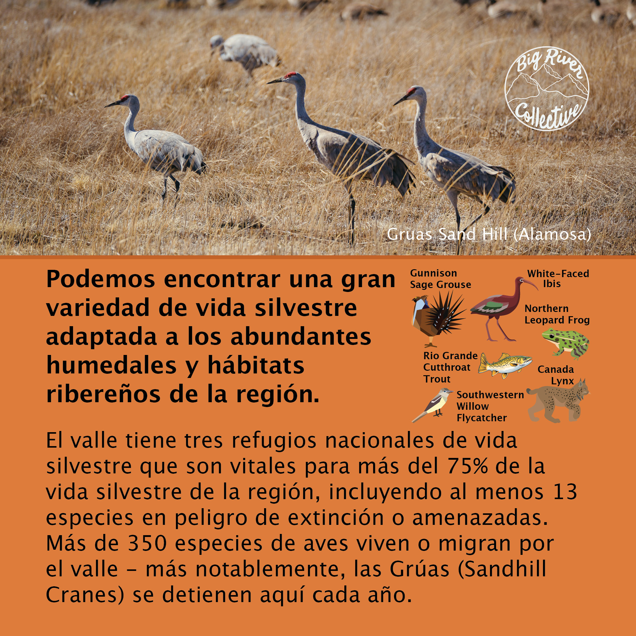 Podemos encontrar una gran  variedad de vida silvestre  adaptada a los abundantes  humedales y hábitats  ribereños de la región.